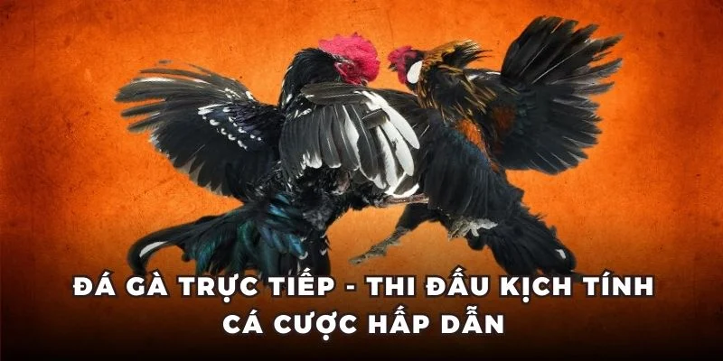 đá gà trực tiếp
