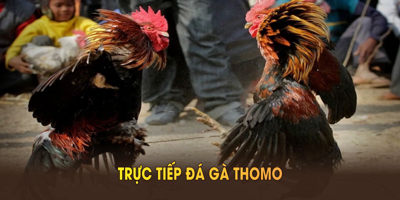 Trực tiếp đá gà Thomo